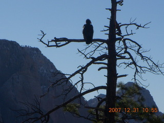 173 6cx. Zion National Park - sunrise Angels Landing hike - condor