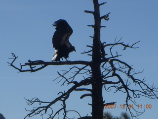 177 6cx. Zion National Park - sunrise Angels Landing hike - condor wings up