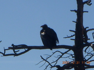 179 6cx. Zion National Park - sunrise Angels Landing hike - condor
