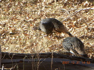 305 6cx. Zion National Park - wild turkeys