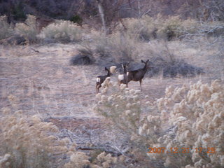 358 6cx. Zion National Park - sunset along the Virgin River - mule deer