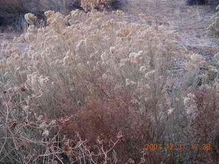 360 6cx. Zion National Park - sunset along the Virgin River - flora