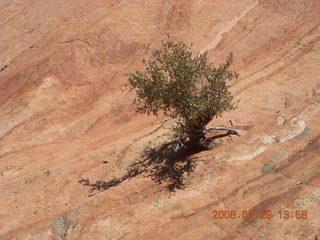 78 6ev. Zion National Park - slickrock hill