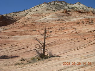 85 6ev. Zion National Park - slickrock hill - Adam in the distance
