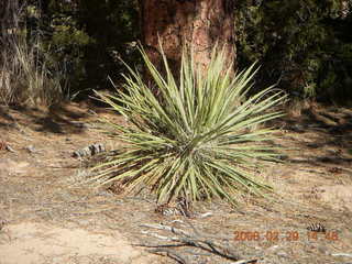 109 6ev. Zion National Park - slickrock hill - plant