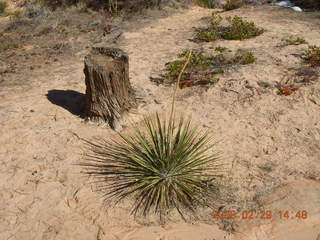 110 6ev. Zion National Park - slickrock hill - plant and stump