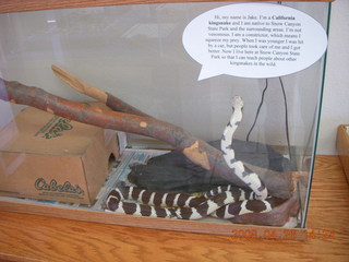 50 6gs. Snow Canyon - snake in visitor's center