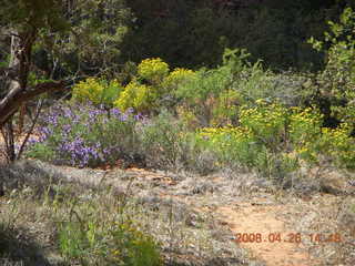81 6gs. Snow Canyon - Hidden Pinyon trail