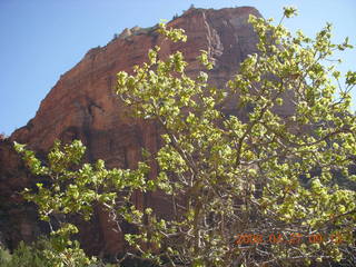 87 6gt. Zion National Park - Angels Landing hike