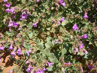 110 6gt. Snow Canyon - Butterfly trail - flowers