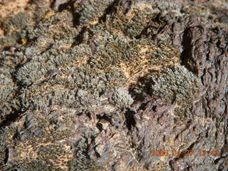 150 6gt. Snow Canyon - Lava Flow cave - interesting mossy plants