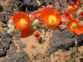 171 6gt. Snow Canyon - Lava Flow cave - flowers