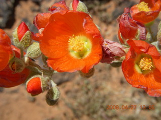 172 6gt. Snow Canyon - Lava Flow cave - flowers