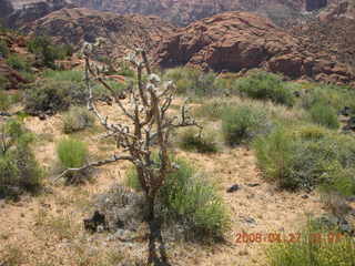 175 6gt. Snow Canyon - Lava Flow trail