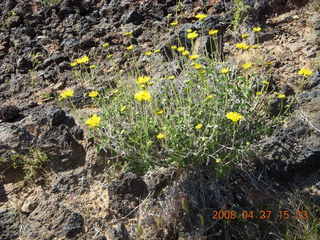 276 6gt. Snow Canyon - Lava Flow cave - flowers