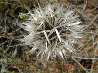 280 6gt. Snow Canyon - Lava Flow cave - not a dandilion