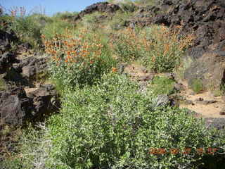 325 6gt. Snow Canyon - Lava Flow cave - flowers