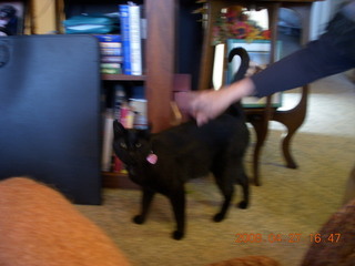 342 6gt. black cat, Midnight