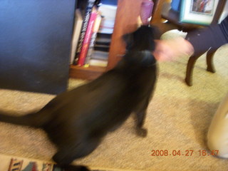 343 6gt. black cat, Midnight