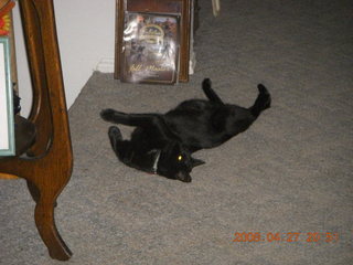 345 6gt. black cat, Midnight