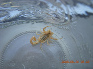 scorpion