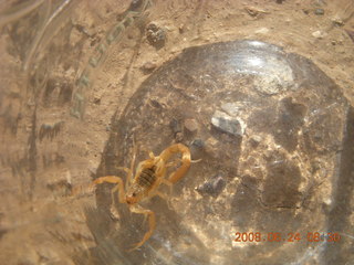 scorpion