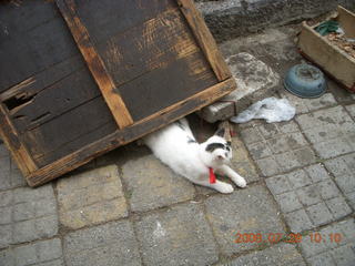 168 6kv. eclipse - Shanghai - Zhu Jia Jiao village - cat