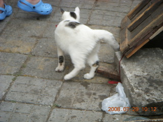 171 6kv. eclipse - Shanghai - Zhu Jia Jiao village - cat