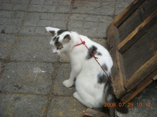 172 6kv. eclipse - Shanghai - Zhu Jia Jiao village - cat