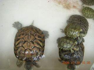 185 6kv. eclipse - Shanghai - Zhu Jia Jiao village - turtles