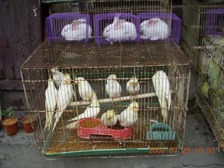 203 6kv. eclipse - Shanghai - Zhu Jia Jiao village - birds