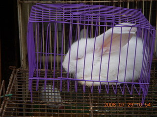 207 6kv. eclipse - Shanghai - Zhu Jia Jiao village - rabbit