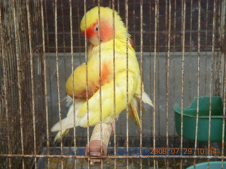 210 6kv. eclipse - Shanghai - Zhu Jia Jiao village - birds