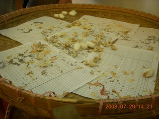 237 6kv. eclipse - Shanghai - silkworm moths