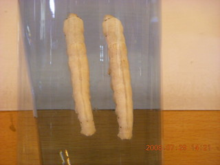 239 6kv. eclipse - Shanghai - silkworms