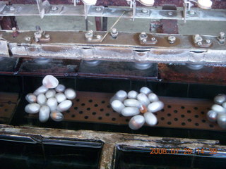 282 6kv. eclipse - Shanghai - silk factory