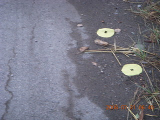 31 6kx. eclipse - Jiuquan - morning run - funeral flower petals