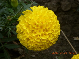 181 6kx. eclipse - Jiuquan park flower