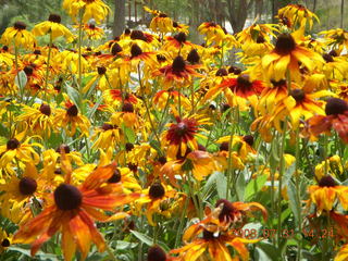 259 6kx. eclipse - Jiayuguan - Great Wall flowers