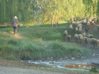 36 6l1. eclipse - Jiuquan morning run - sheep