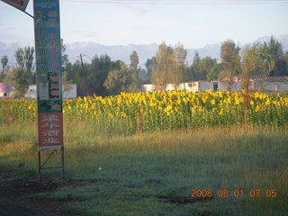 52 6l1. eclipse - Jiuquan morning run - sunflowers