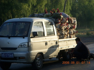 55 6l1. eclipse - Jiuquan morning run - chickens and a flat tire