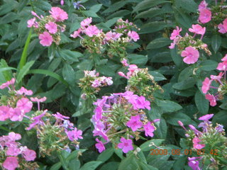 76 6l1. eclipse - Jiuquan morning run flowers