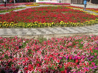 106 6l1. eclipse - Jiuquan flowers