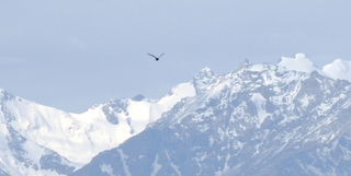 15 6l8. eclipse - China - Gordon - Jiayuguan mountains in the distance with bird (lovely shot)