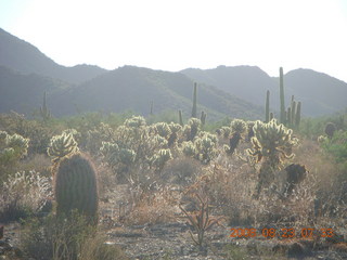 Lost Dog Wash - 'glowing' cholla cactus