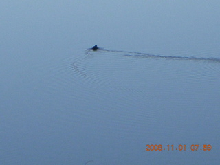 Bagdad run - duck on Coors Lake