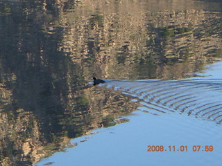 Bagdad run - duke on Coors Lake