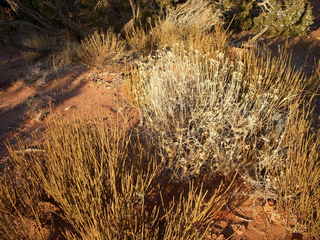 254 6pr. Dead Horse Point State Park