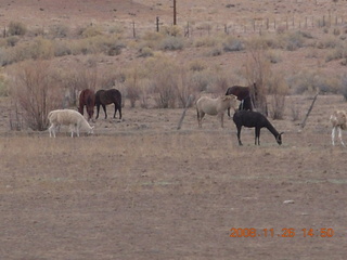 557 6ps. llamas in Hanksville